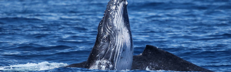 Balena con piccolo verticale
