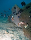 Anemone su Sabbia - 100x130 Love Bubble Social Diving - Nosy Be.jpg