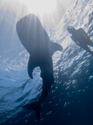 Whale Shark Backlight - 300x400 - Nosy Be - Love Bubble Social Diving.jpg