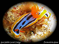 Chromodoris annae