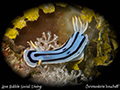 Chromodoris boucheti