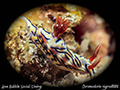 Chromodoris cf nigrostriata