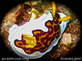 Chromodoris gleniei 