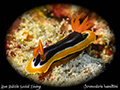 Chromodoris hamiltoni 