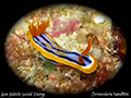 Chromodoris hamiltoni 