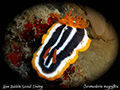 Chromodoris magnifica