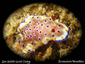 Chromodoris tennentana