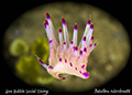 Flabellina rubrolineata 