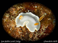 Glossodoris electa