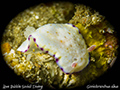 Goniobranchus alius