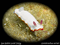 Goniobranchus verrieri