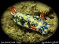 Hypselodoris infucata 