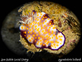 Hypselodoris bollandi