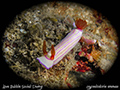 Hypselodoris emmae