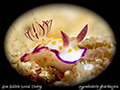 Hypselodoris ghardaqana