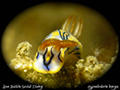 Hypselodoris kanga