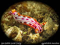 Hypselodoris maculosa