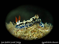 Hypselodoris obscura