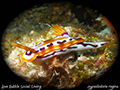 Hypselodoris regina