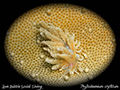 Phyllodesmium crypticum