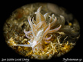 Phyllodesmium sp 