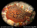 Pleurobranchus albiguttatus