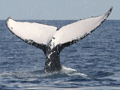 Coda Balena