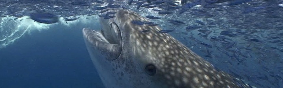 Whale shark feeds