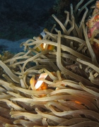 Anemone con pacliacci - 140x180 - Nosy Be - Love Bubble Social Diving.jpg Anemone con pacliacci - 140x180 - Nosy Be - Love Bubble Social Diving.jpg