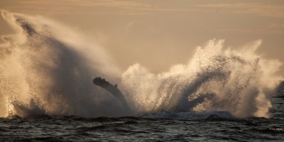 Balena splash 400x200 IMG_4020-17.jpg