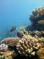 Banchi corallini poco profondi - Love Bubble Social Diving- Nosy Be 90x120.jpg