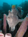 Frog Fish - 100x130 Love Bubble Social Diving - Nosy Be.jpg