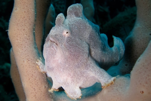 Frog Fish - 600x400 - Nosy Be - Love Bubble Social Diving.jpg