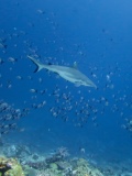 Gran Banco Esterno - 120x160 Love Bubble Social Diving - Immersioni a NOsy Be.jpg