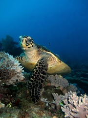 Immersione_Pomeridiana_sottocosta_180X240-Love Bubble Social Diving_Nosy_Be.jpg