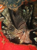 Lion Fish su Relitto Zaida 120x160 Nosy Be Love Bubble Social Diving.jpg