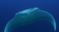 Manta 1 - 200x110 - Nosy Be Seabed - Love Bubble Social Diving.jpg