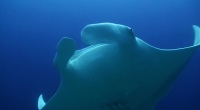 Manta 2 - 200x110 - Nosy Be Seabed - Love Bubble Social Diving.jpg
