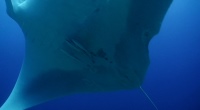 Manta 4 - 200x110 - Nosy Be Seabed - Love Bubble Social Diving.jpg