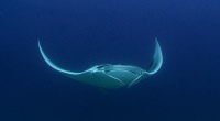 Manta Foreground -200x110-Nosy Be Seabed - Love Bubble Social Diving.jpg