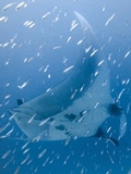Manta Point - 120x160 Love Bubble Social Diving - Immersioni a NOsy Be.jpg
