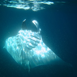 Manta in superficie - 300x300 - Love Bubble Social Diving.jpg