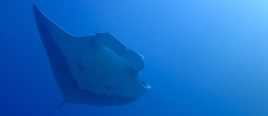Manta in the Blue -300x130 - Nosy Be Seabed - Love Bubble Social Diving.jpg