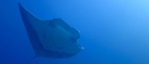 Manta in the Blue -300x130 - Nosy Be Seabed - Love Bubble Social Diving.jpg