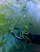 Mitsio Wreck - 140x180 - Diver into School of Fishes - Love Bubble Social Diving.jpg