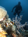 Nosy Be Seabed - Underwater Explorator - Love Bubble Social Diving 90x120.jpg