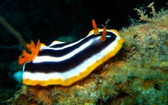 Nudibranco 240x150 IMG_1346.jpg