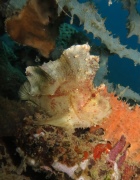 Pesce Foglia -140x180 - Nosy Be - Love Bubble Social Diving.jpg Pesce Foglia -140x180 - Nosy Be - Love Bubble Social Diving.jpg