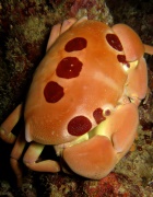 Spotted Crab - Nosy Be - 140x180 - Love Bubble Social Diving.jpg