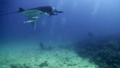 Sub con Manta Gigante - Love Bubble Social Diving - 240x135 Nosy Be.jpg